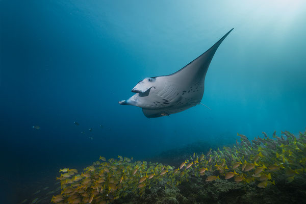 Manta   "tobilafotografie.com"  Toni Bischof Ladir