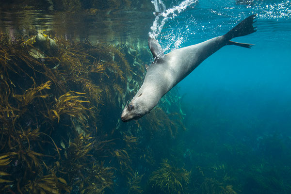 "Seals... Tasmanien bei  Eaglehawk neck... 2020"       tobilafotografie    Toni Bischof/Ladir