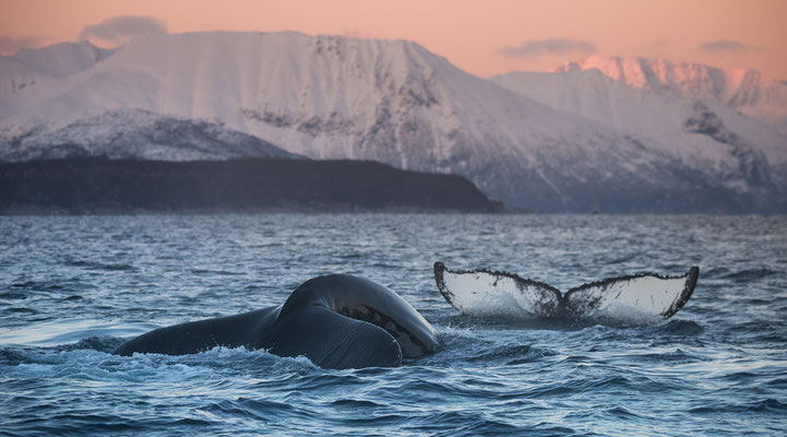 Orcas und Buckelwale   "tobilafotografie.com"  Toni Bischof Ladir