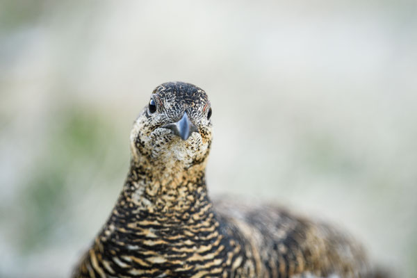 19.5.2025  Birkwild fotografie  "tobilafotografie"    Toni Bischof Ladir