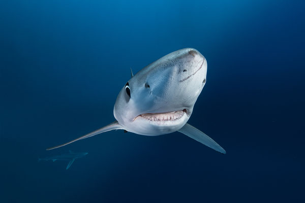 Blueshark...from Face to Face  "tobilafotografie.com"  Toni Bischof Ladir