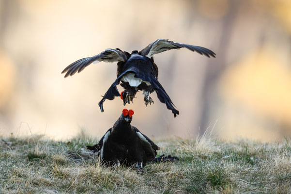 15.5.2025  Birkwild fotografie  "tobilafotografie"    Toni Bischof Ladir