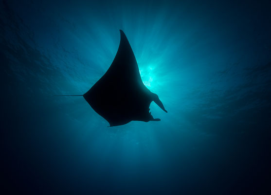 Manta   "tobilafotografie.com"  Toni Bischof Ladir