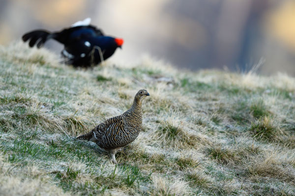 15.5.2025  Birkwild fotografie  "tobilafotografie"    Toni Bischof Ladir