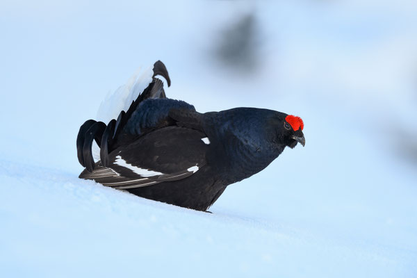 25.4.2024  Birkwild fotografie  "tobilafotografie"    Toni Bischof Ladir