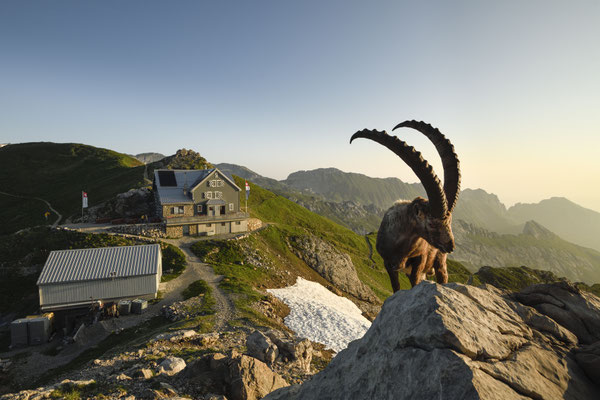 Steinbock wildlife   Tobilafoto Toni Bischof, Ladir