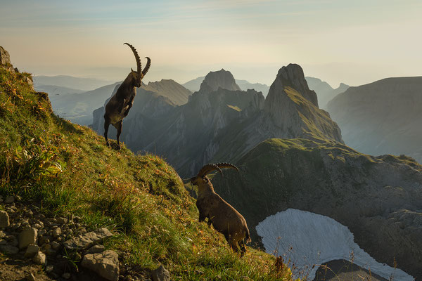 Steinbock wildlife  "Angriff...! "  Tobilafoto Toni Bischof, Ladir