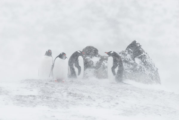 "Eselpinguine im Sturm... Antarktis"  Tobilafotografie  Toni Bischof, Ladir