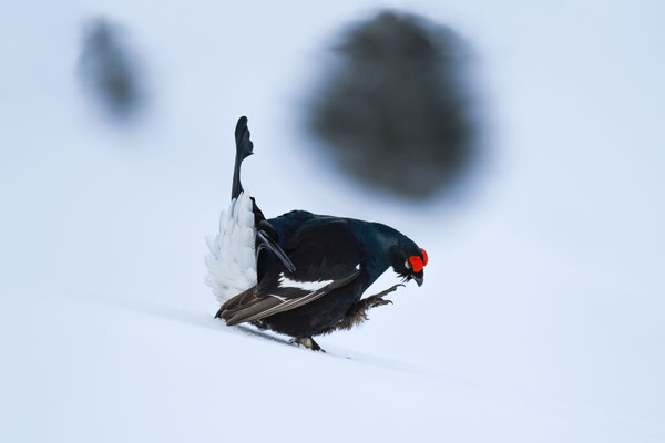 25.4.2024  Birkwild fotografie  "tobilafotografie"    Toni Bischof Ladir