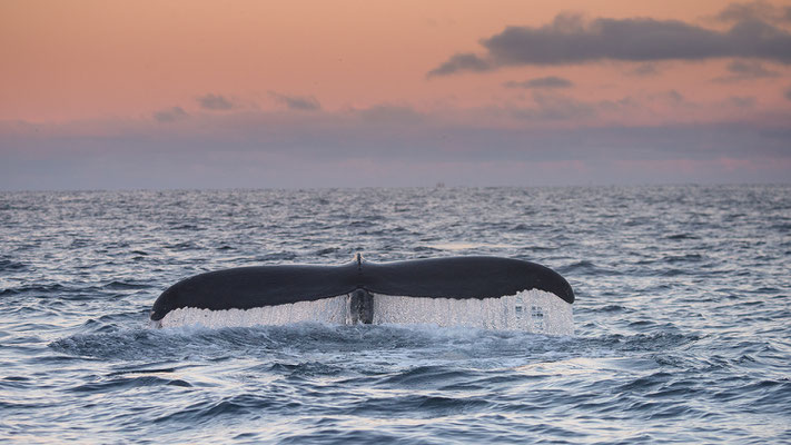 Orcas und Buckelwale   "tobilafotografie.com"  Toni Bischof Ladir