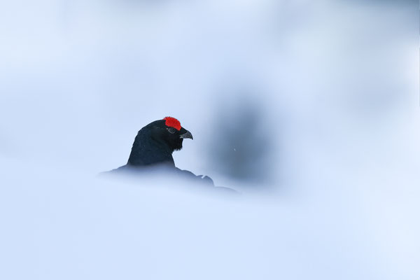 17.4.2024  Birkwild fotografie  "tobilafotografie"    Toni Bischof Ladir