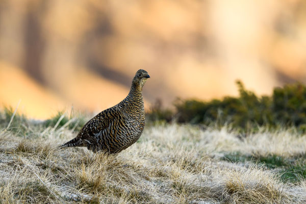 15.5.2025  Birkwild fotografie  "tobilafotografie"    Toni Bischof Ladir