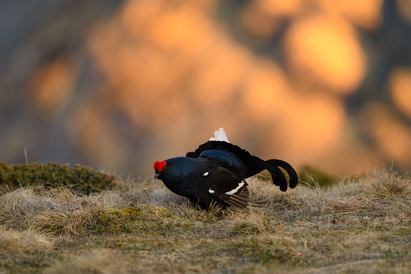 11.5.2024  Birkwild fotografie  "tobilafotografie"    Toni Bischof Ladir