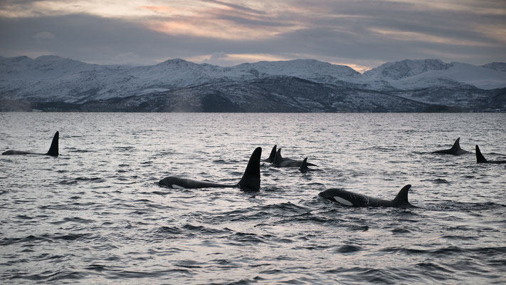 Orcas und Buckelwale   "tobilafotografie.com"  Toni Bischof Ladir