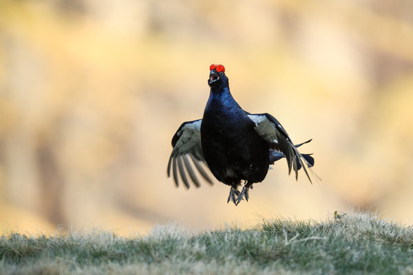 19.5.2025  Birkwild fotografie  "tobilafotografie"    Toni Bischof Ladir