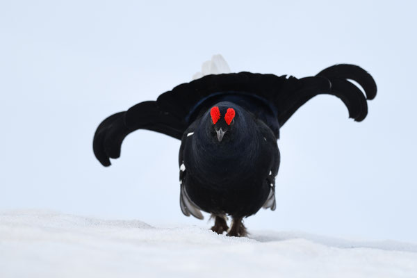 30.4.2024  Birkwild fotografie  "tobilafotografie"    Toni Bischof Ladir