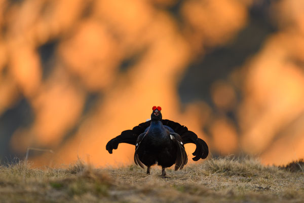 11.5.2024  Birkwild fotografie  "tobilafotografie"    Toni Bischof Ladir