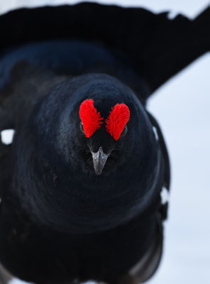 30.4.2024  Birkwild fotografie  "tobilafotografie"    Toni Bischof Ladir