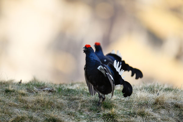 15.5.2025  Birkwild fotografie  "tobilafotografie"    Toni Bischof Ladir