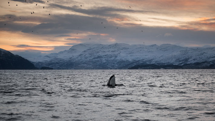 Orcas und Buckelwale   "tobilafotografie.com"  Toni Bischof Ladir