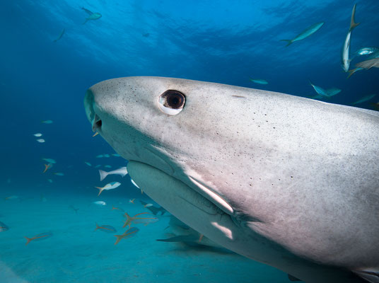 Haie Bahamas "tobilafotografie.com"  Toni Bischof Ladir