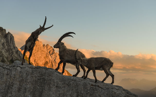 Steinbock wildlife  "Angriff...! "  Tobilafoto Toni Bischof, Ladir