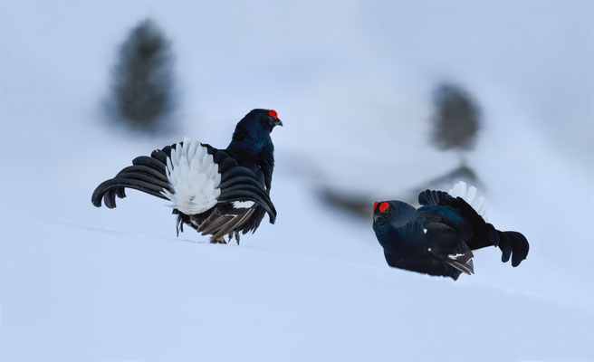 25.4.2024  Birkwild fotografie  "tobilafotografie"    Toni Bischof Ladir