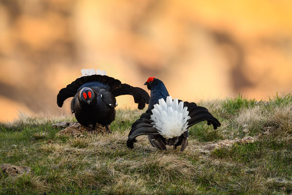 20.5.2024  Birkwild fotografie  "tobilafotografie"    Toni Bischof Ladir