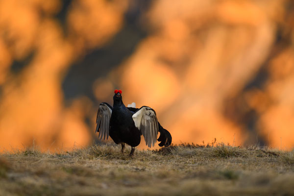 11.5.2024  Birkwild fotografie  "tobilafotografie"    Toni Bischof Ladir