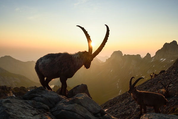 Steinbock wildlife   Tobilafoto Toni Bischof, Ladir