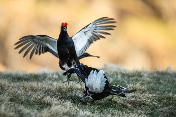 19.5.2025  Birkwild fotografie  "tobilafotografie"    Toni Bischof Ladir