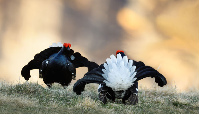 12.5.2025  Birkwild fotografie  "tobilafotografie"    Toni Bischof Ladir