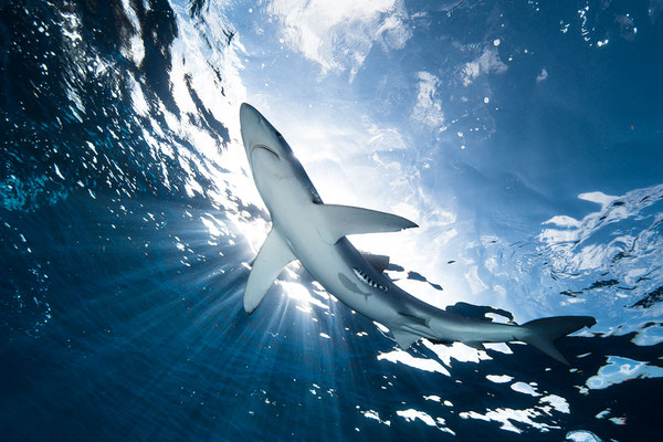 Blauhai im Gegenlicht  "tobilafotografie.com"  Toni Bischof Ladir