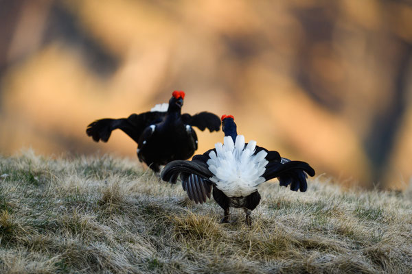 15.5.2025  Birkwild fotografie  "tobilafotografie"    Toni Bischof Ladir
