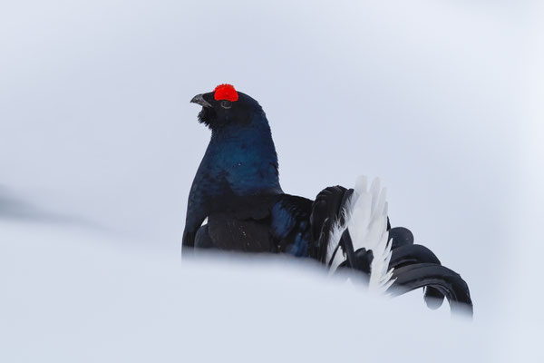 17.4.2024  Birkwild fotografie  "tobilafotografie"    Toni Bischof Ladir