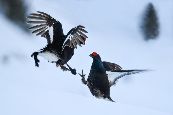 25.4.2024  Birkwild fotografie  "tobilafotografie"    Toni Bischof Ladir
