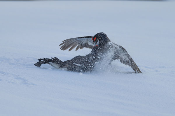 11.4.2024  Birkwild fotografie  "tobilafotografie"    Toni Bischof Ladir