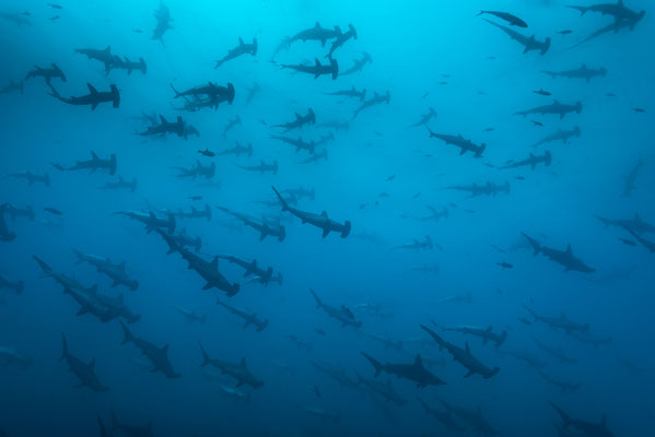 Stirnbogenhaie Malpelo  "tobilafotografie.com"  Toni Bischof Ladir