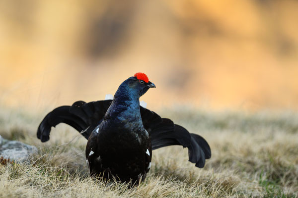 12.5.2025  Birkwild fotografie  "tobilafotografie"    Toni Bischof Ladir