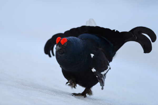 30.4.2024  Birkwild fotografie  "tobilafotografie"    Toni Bischof Ladir