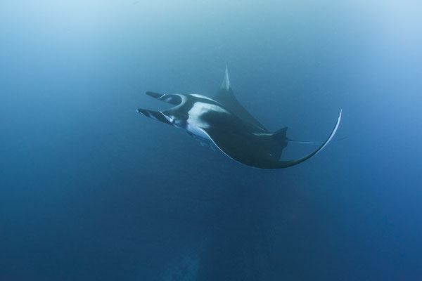 Manta   "tobilafotografie.com"  Toni Bischof Ladir