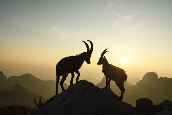Steinbock wildlife   Tobilafoto Toni Bischof, Ladir