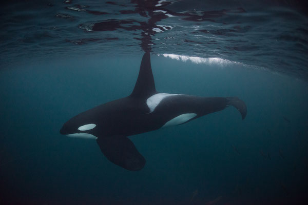 Orcas und Buckelwale   "tobilafotografie.com"  Toni Bischof Ladir