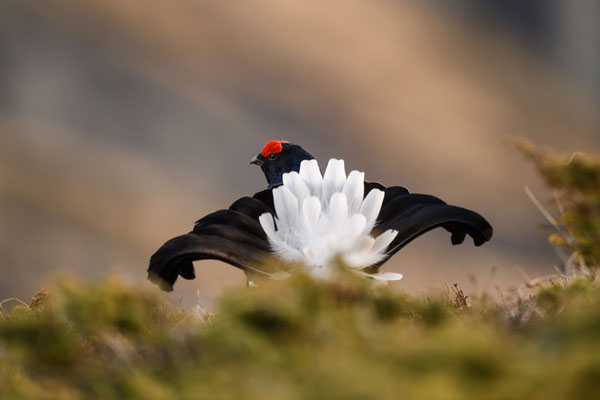 12.5.2024  Birkwild fotografie  "tobilafotografie"    Toni Bischof Ladir