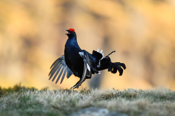 19.5.2025  Birkwild fotografie  "tobilafotografie"    Toni Bischof Ladir