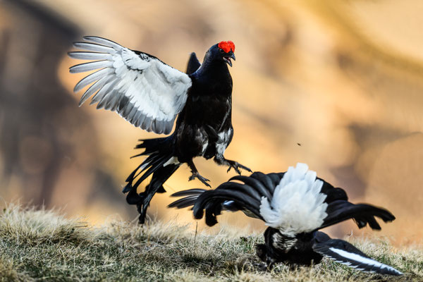 12.5.2025  Birkwild fotografie  "tobilafotografie"    Toni Bischof Ladir
