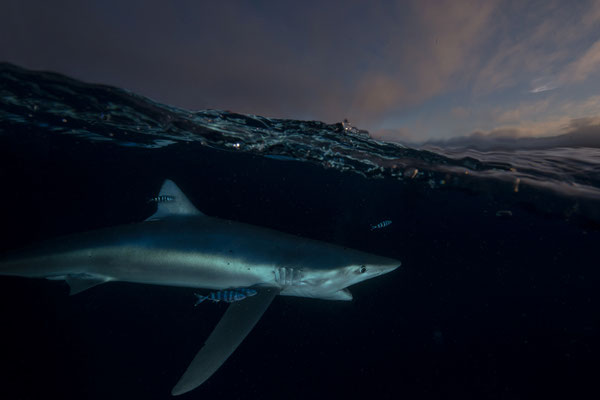 Blueshark...its Huntingtime...!  "tobilafotografie.com"  Toni Bischof Ladir