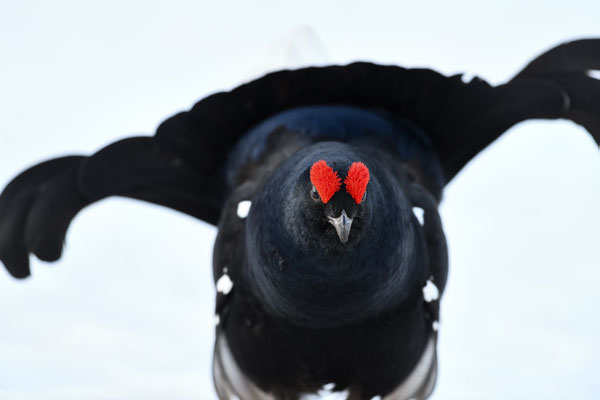 30.4.2024  Birkwild fotografie  "tobilafotografie"    Toni Bischof Ladir