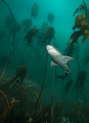 "Urwelthaie... broadnose sevengill shark... im Kelpwald der Falsebay... Südspitze Afrikas"  Tobilafotografie  Toni Bischof, Ladir