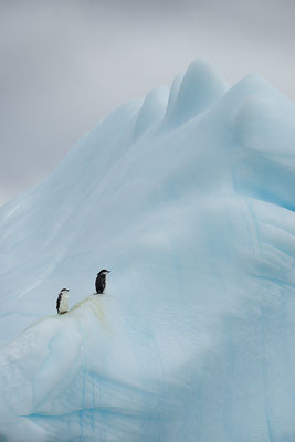 "Fremde Welten... Zügelpinguine in ihrem Element... Antarktis"  Tobilafotografie  Toni Bischof, Ladir